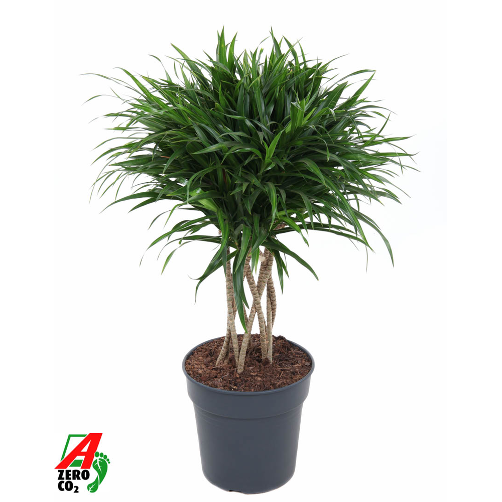 Dracaena Anita Varriegata Koker.
