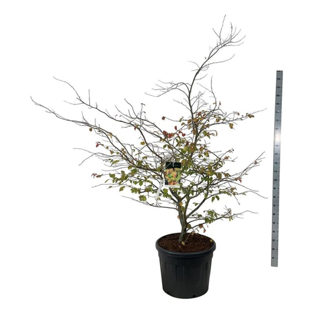 Parrotia persica.