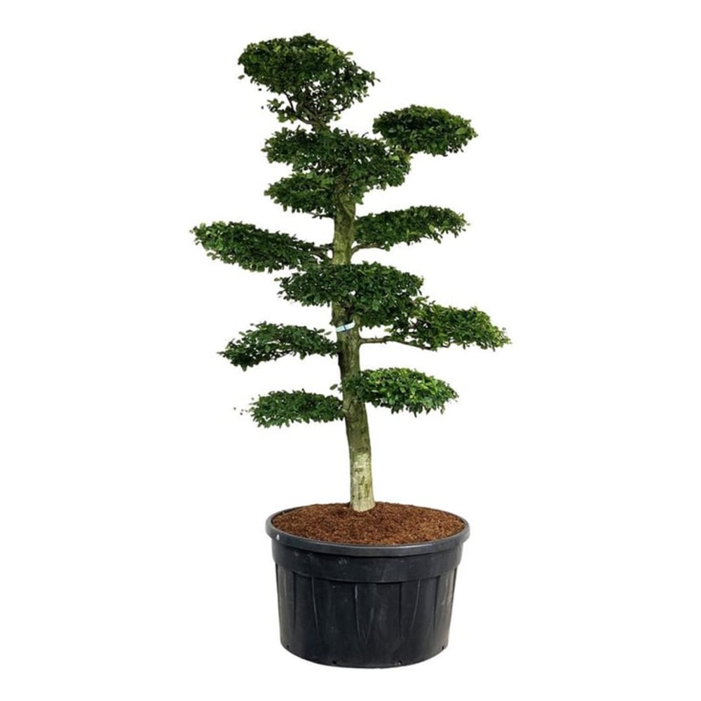 Carpinus betulus.