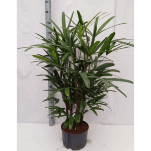 rhapis excelsa hy.