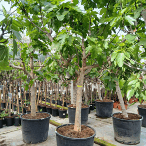 ficus carica.