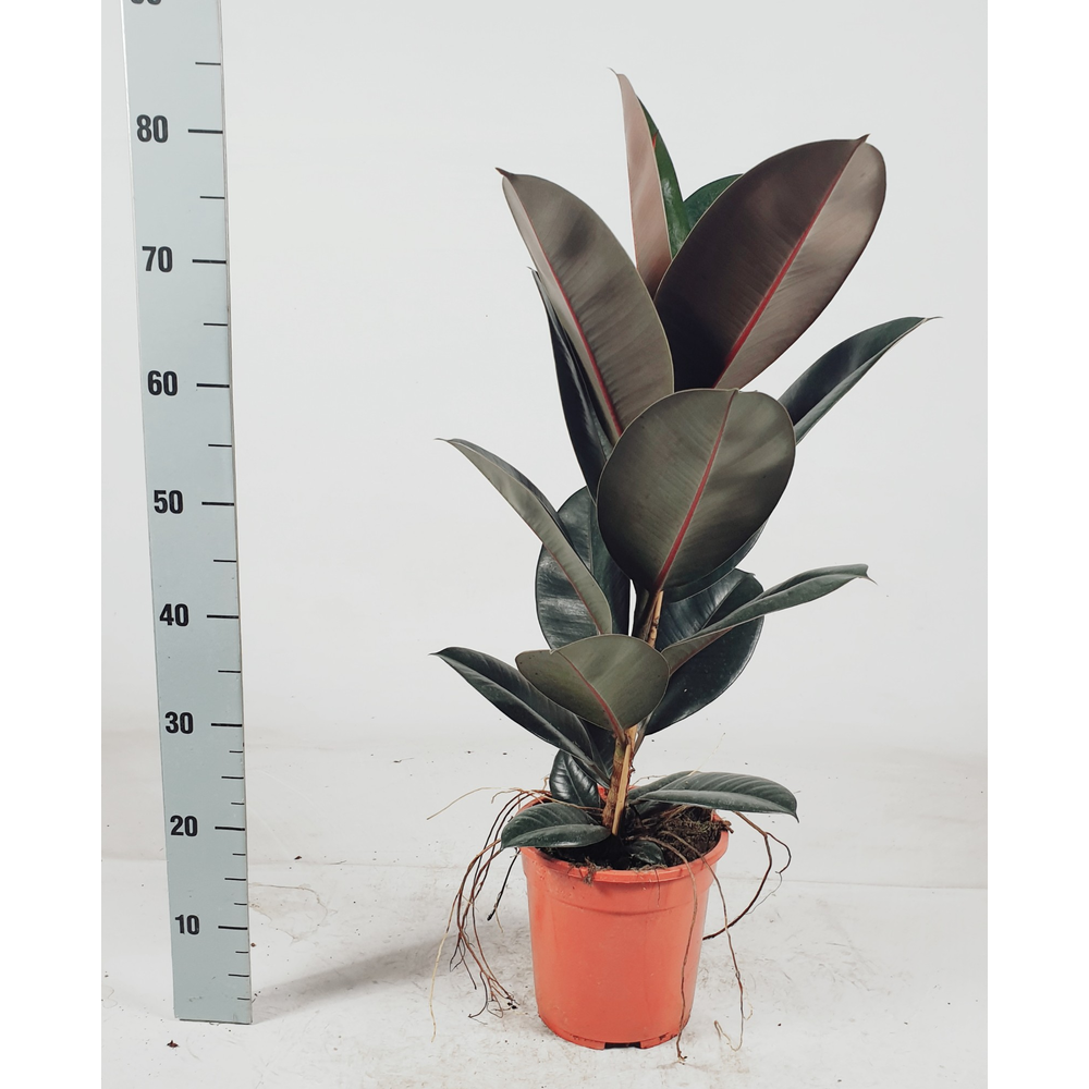 Ficus elastica 'Abidjan' 85cm.
