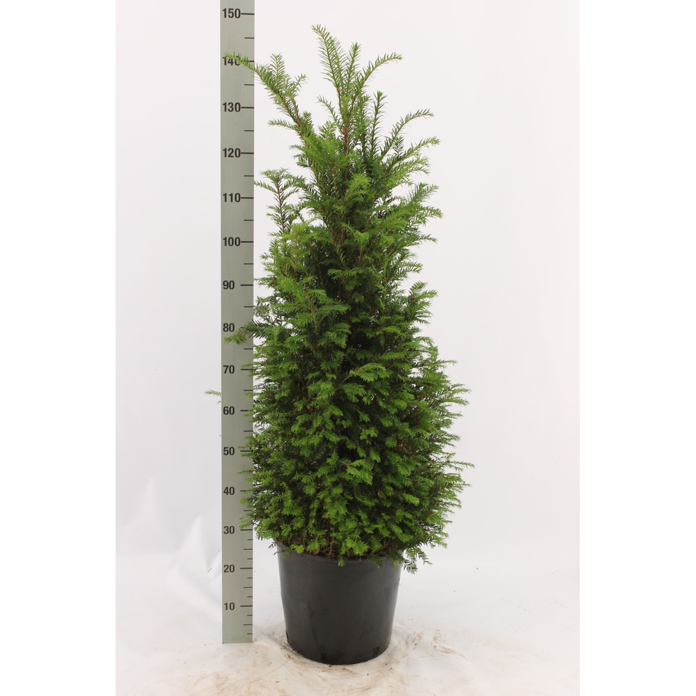 Taxus baccata.