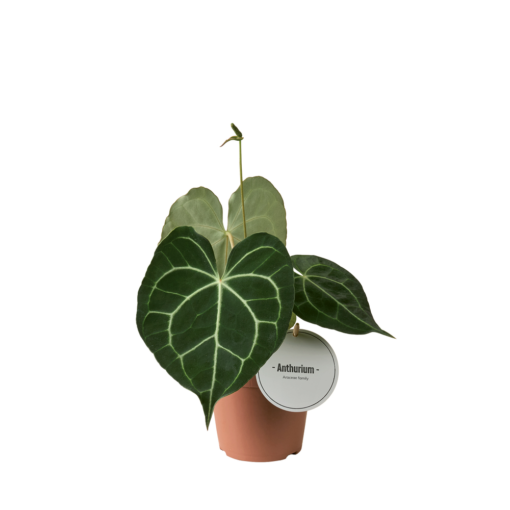 Anthurium Clarinervium.