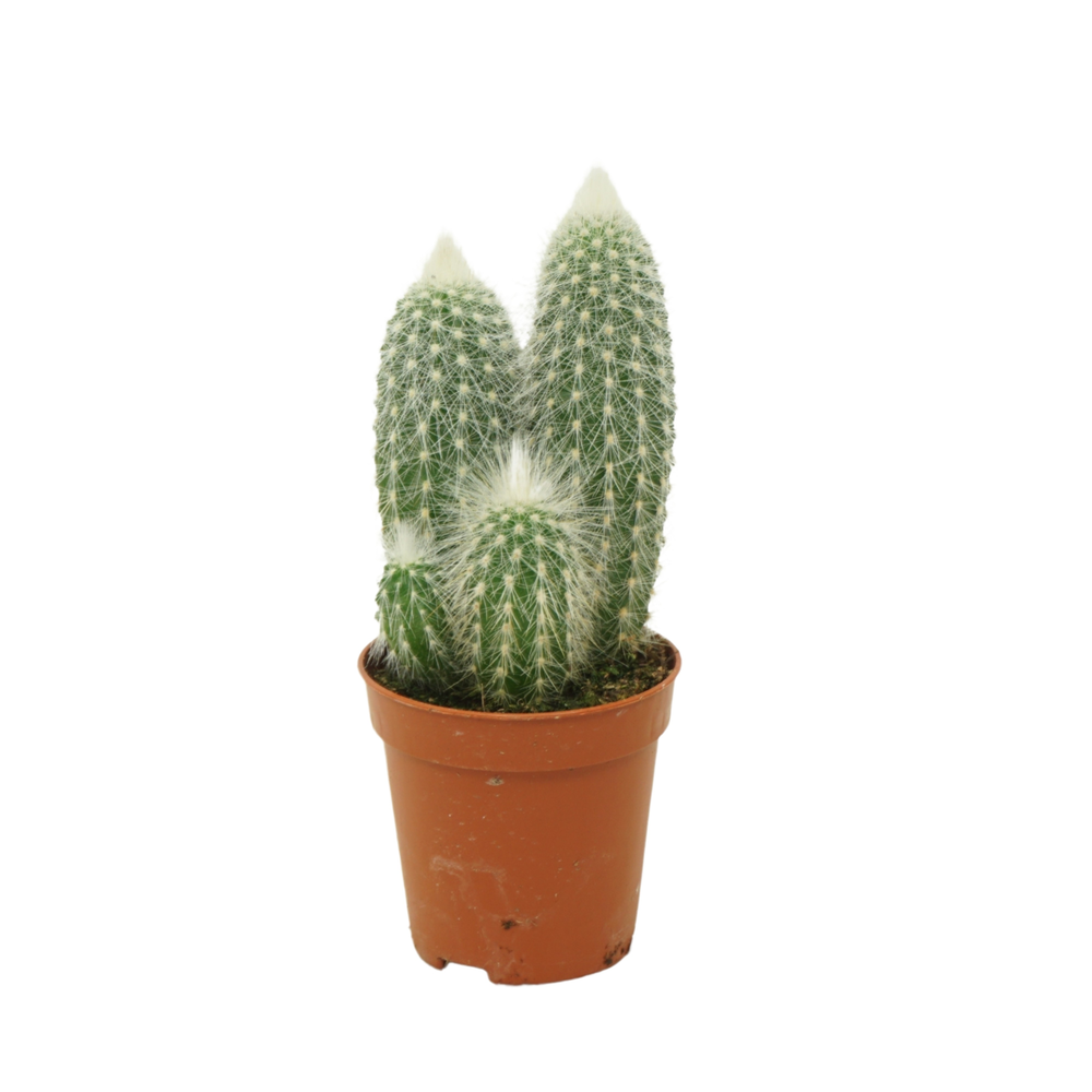Cleistocactus strausii 5,5 cm.