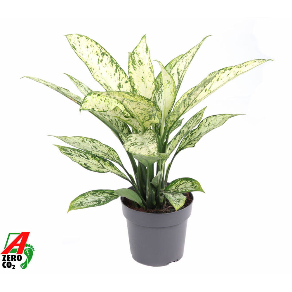 Dieffenbachia Vesuvius P19.