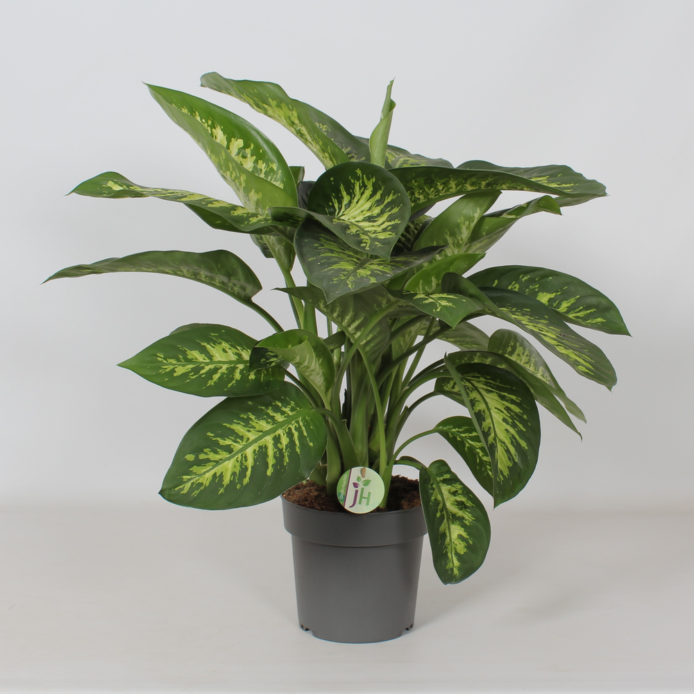 Dieffenbachia 'Reeva'.