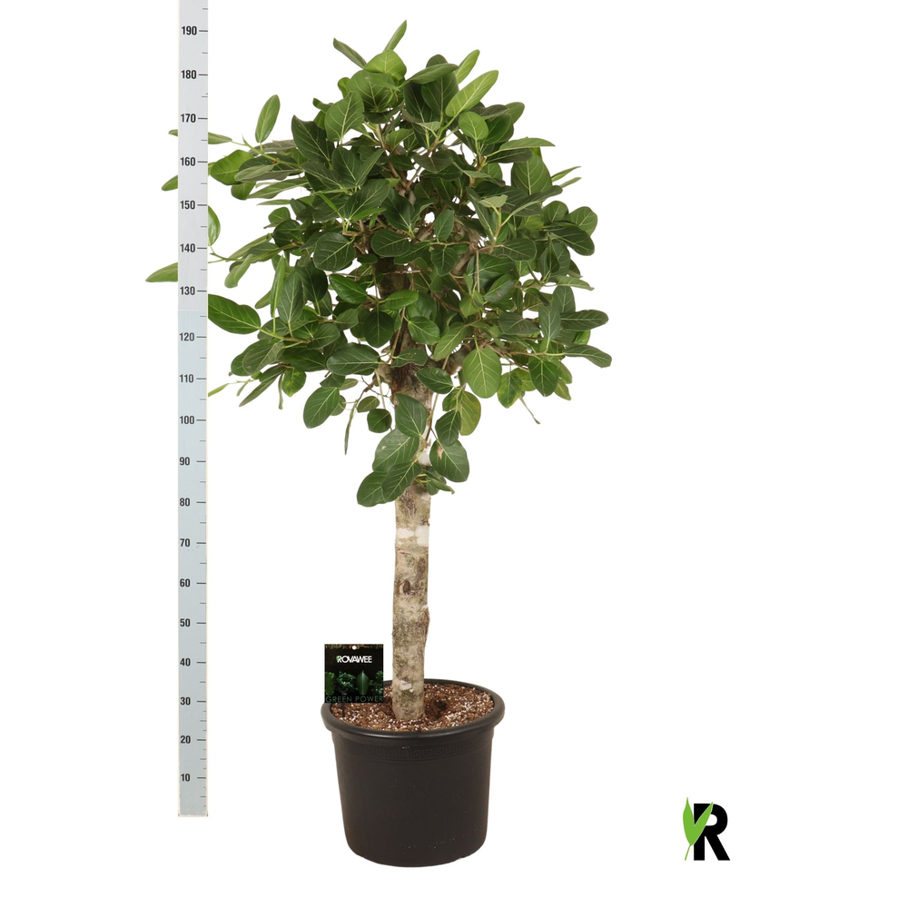 Ficus bengh. Audrey op stam.
