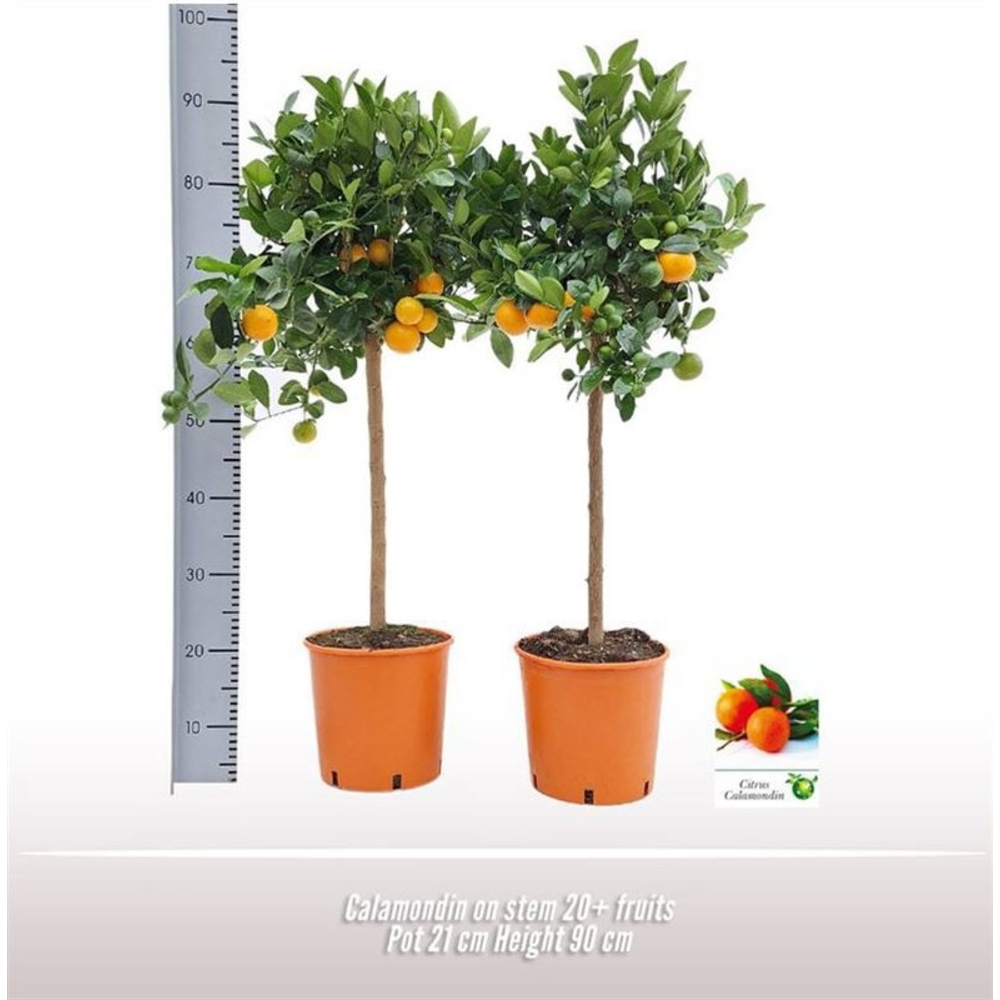 Calamondin op stam.