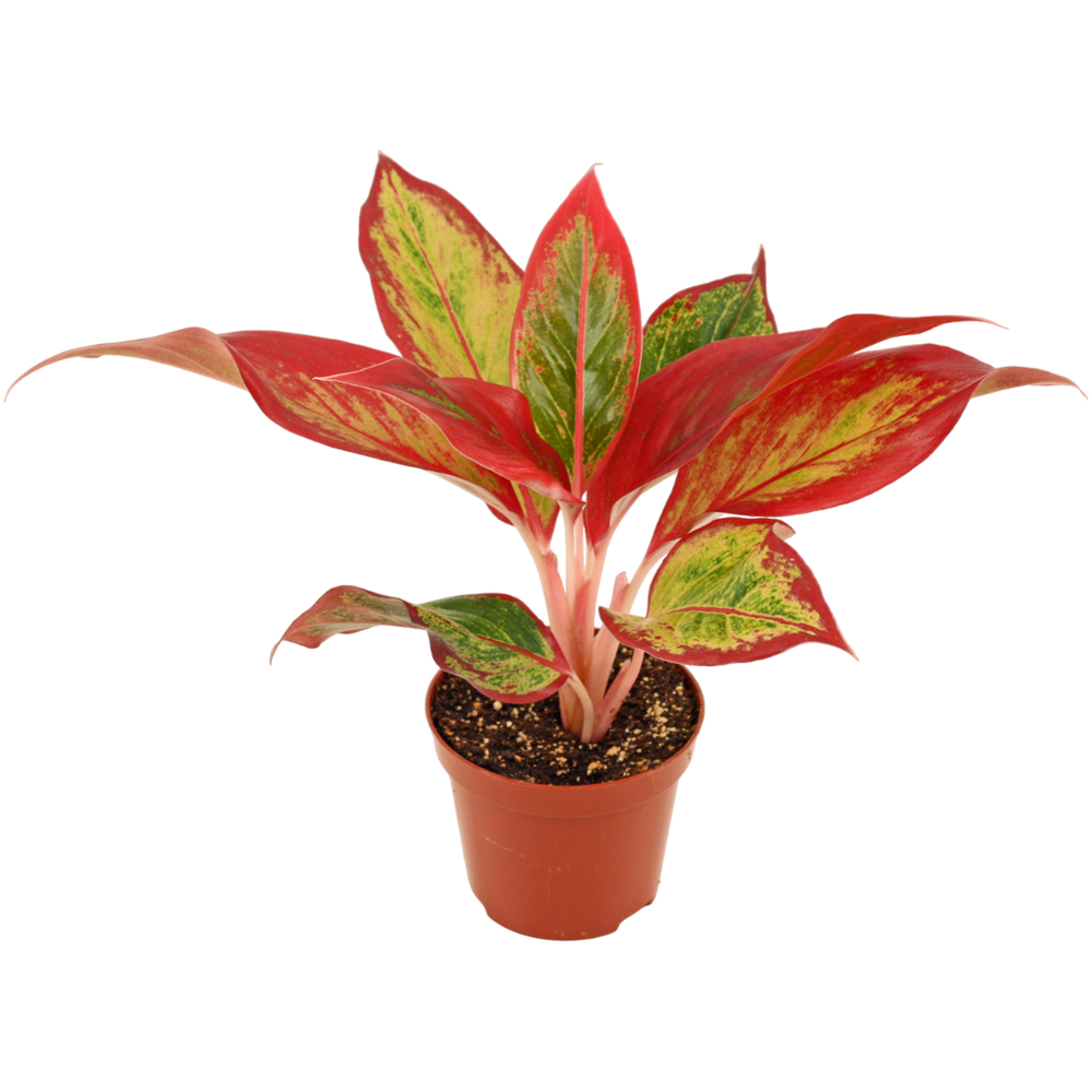 Aglaonema Red Fire 9 cm.