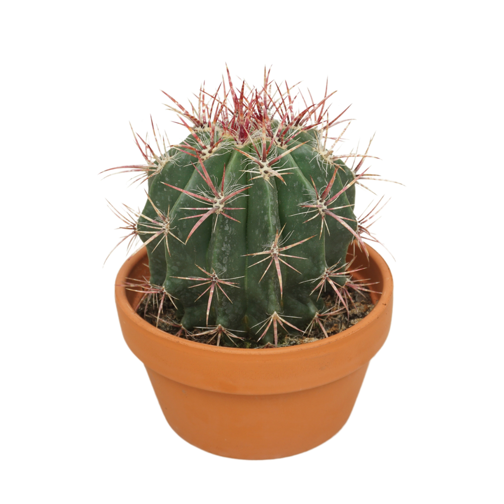 Ferocactus stainesii 17 cm.