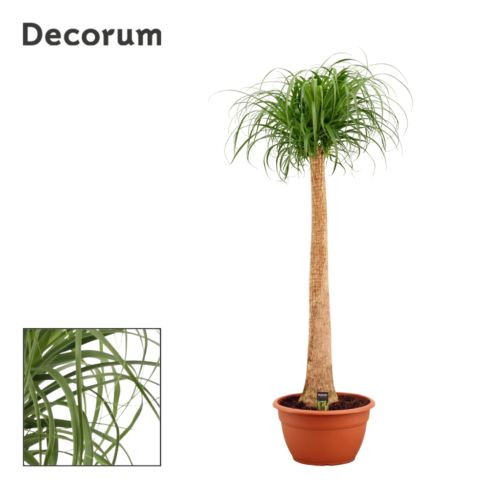 Beaucarnea recht 40 cm (Decorum).