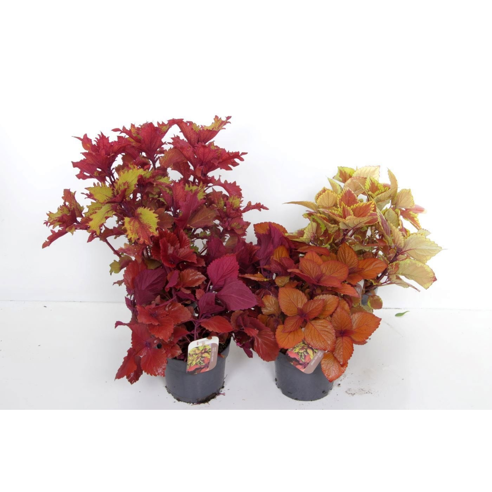Coleus Sunfighter mix.