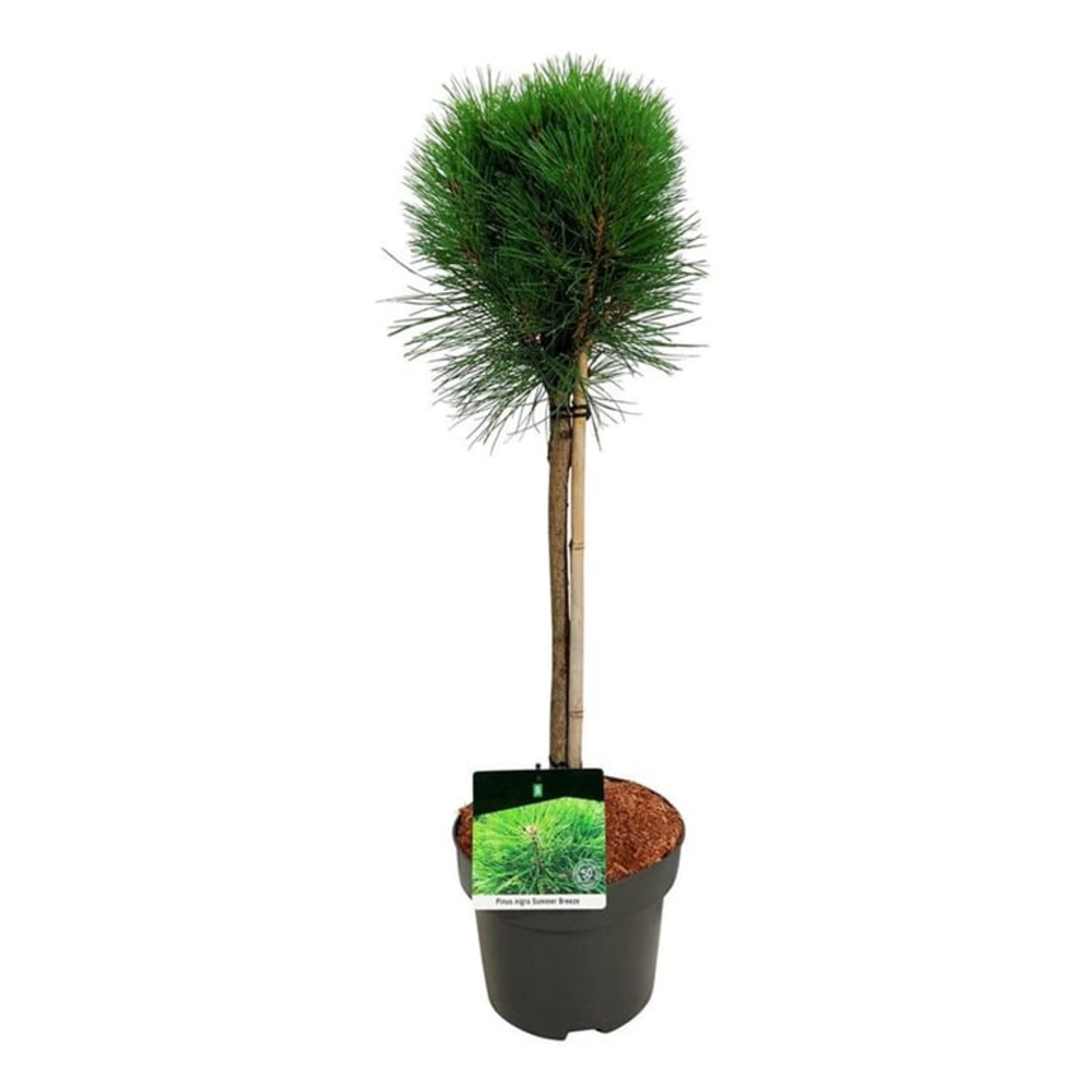 Pinus nigra Summer Breeze.