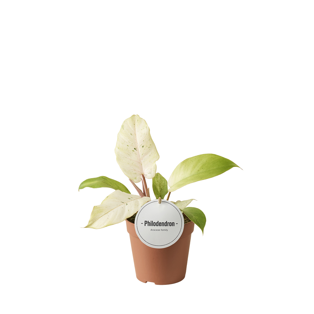 Philodendron Snowdrift.