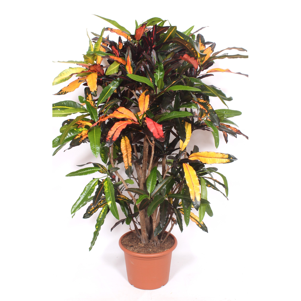 Codiaeum Mango (Croton Mango).