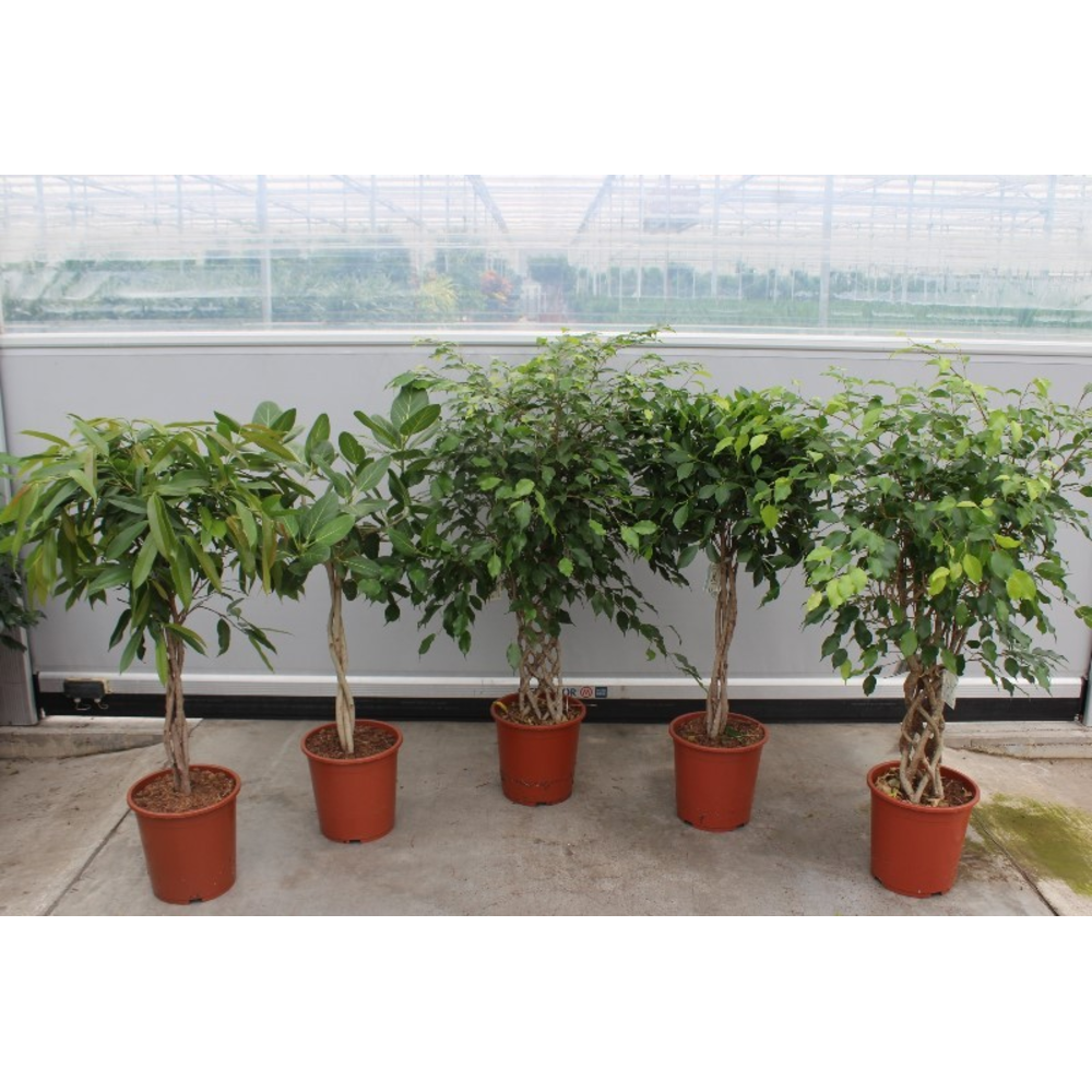 Ficus Mixkar.