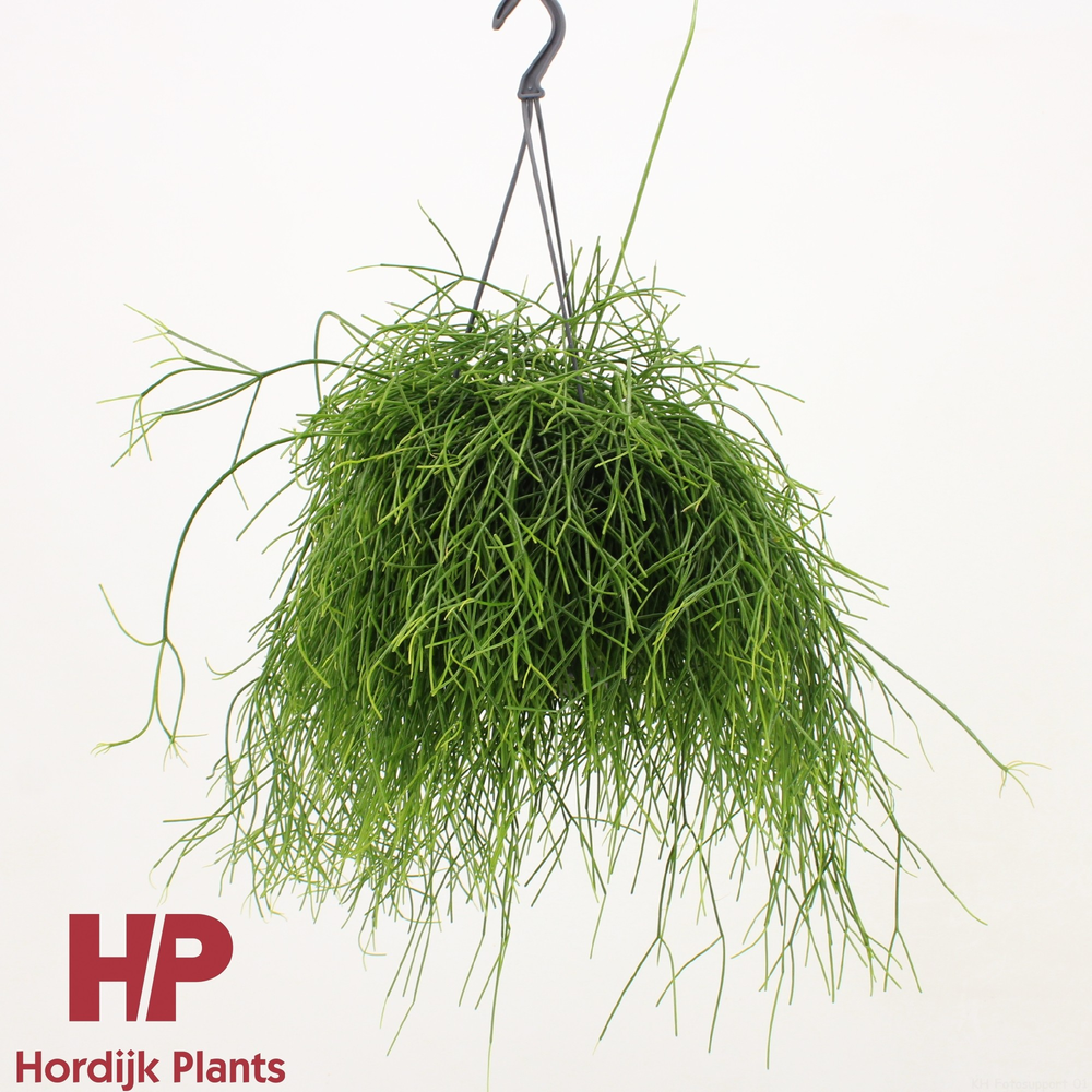 Rhipsalis baccifera 'Oasis'.