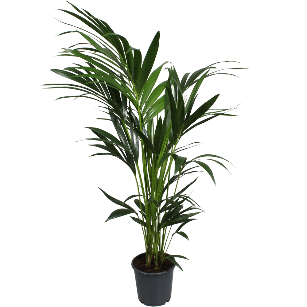Howea forsteriana (Kentia) 5 pit 140-160cm.