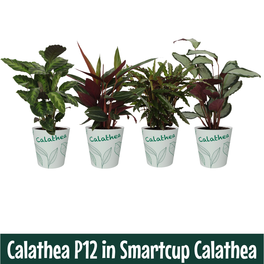 Calathea 12cm Calathea Smartcup.