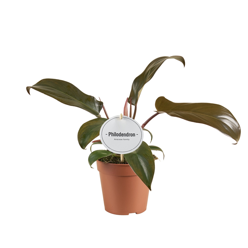 Philodendron Florida Bronze.