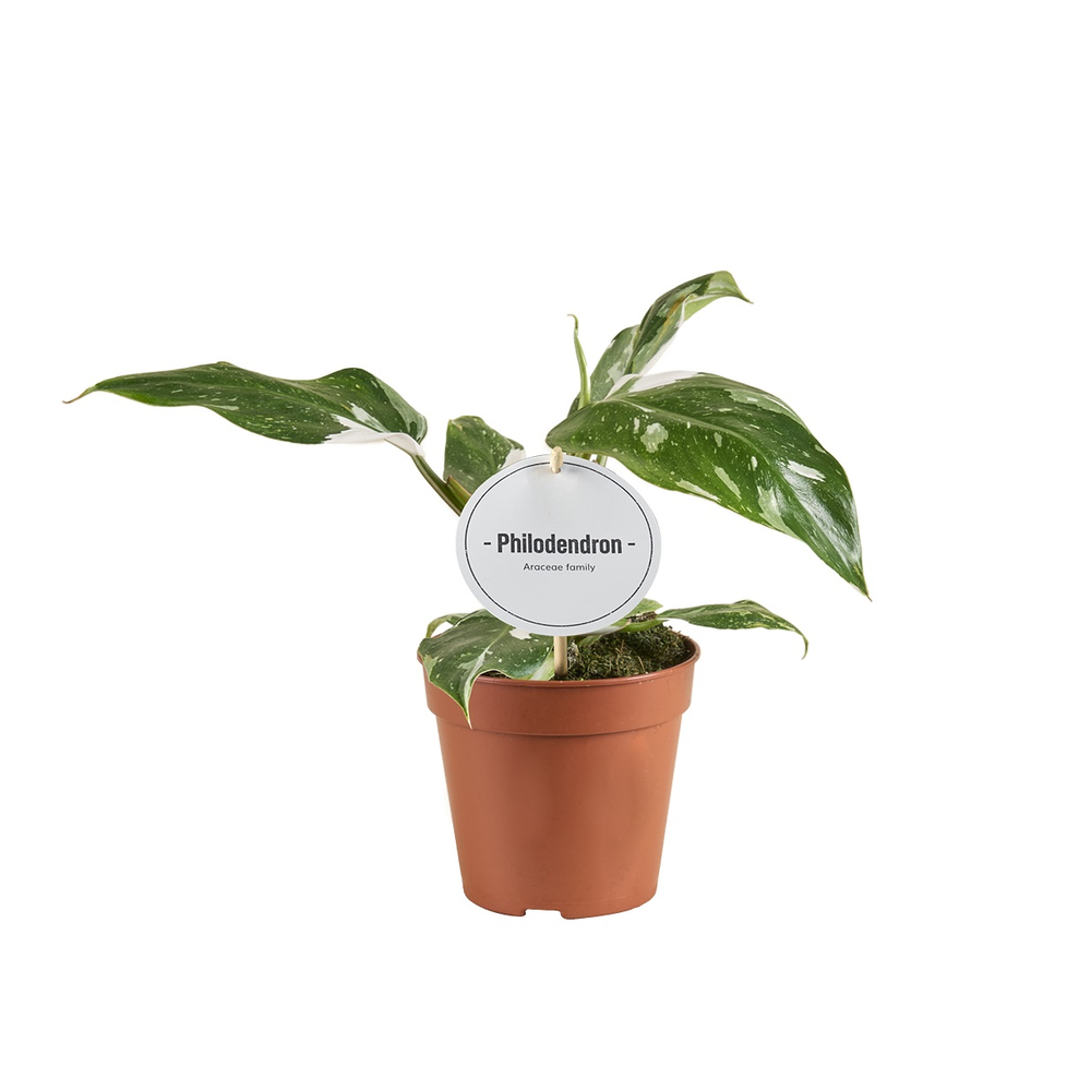Philodendron White Princess B Grade.