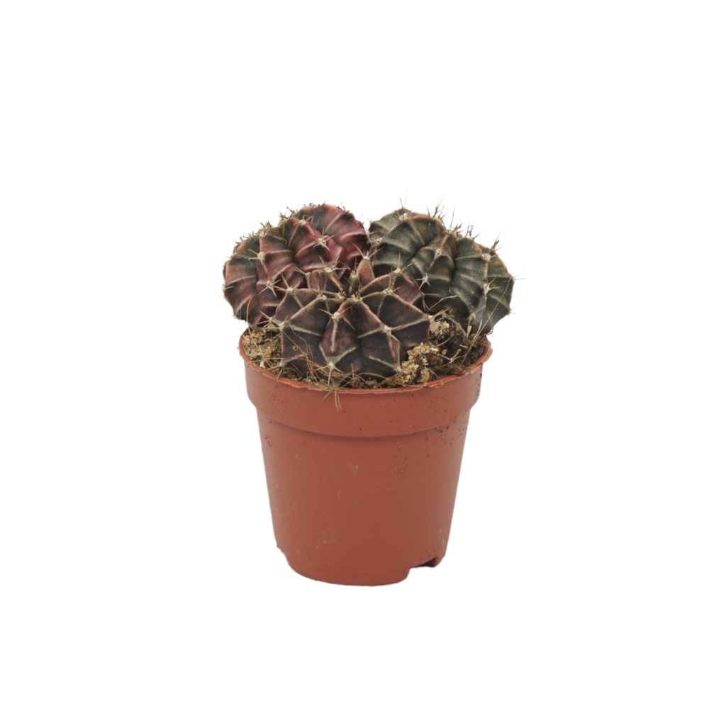 Gymnocalycium mihanovichii 5,5 cm.