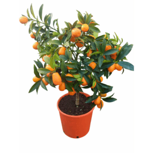 citrus kumquat.