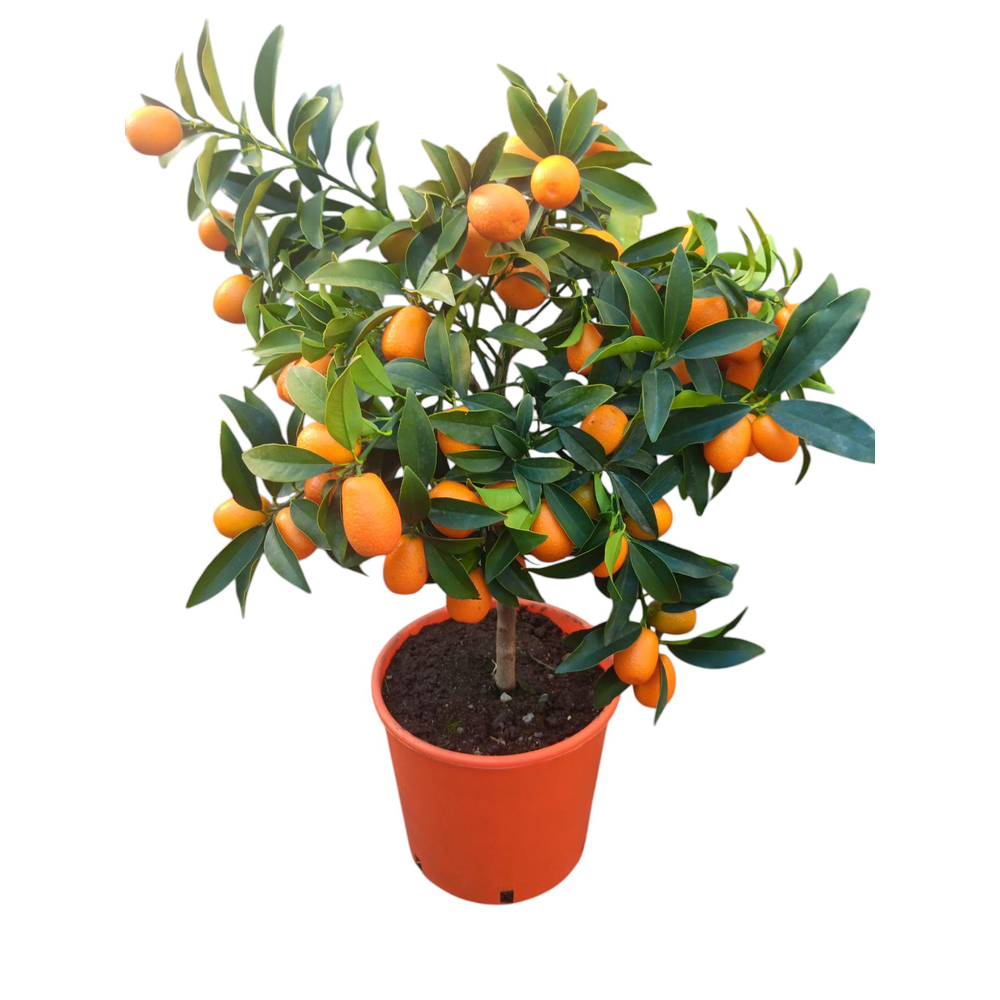 citrus kumquat.