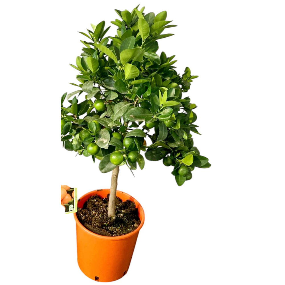 citrus calamandin.