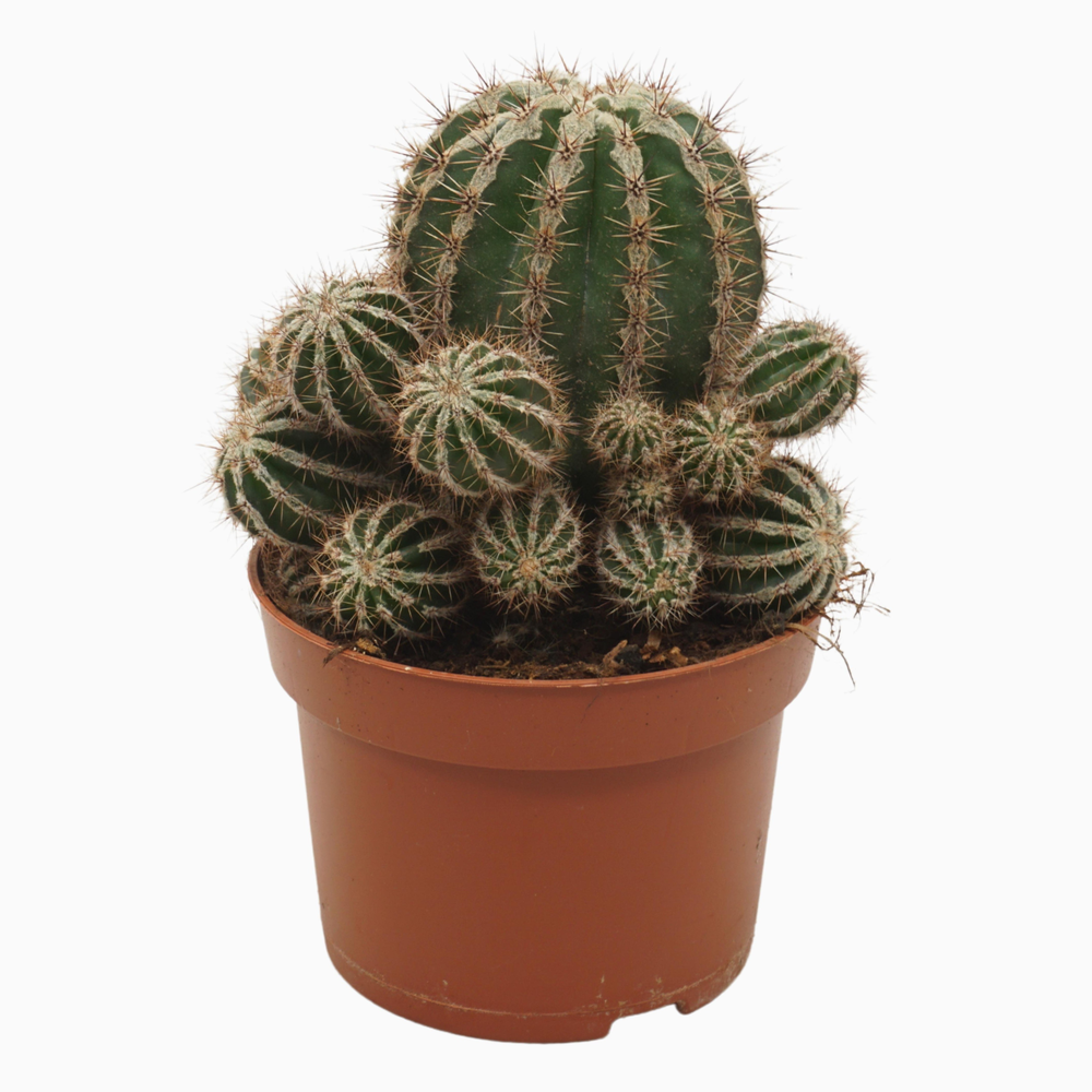Echinopsis haku-jo maru 13 cm.