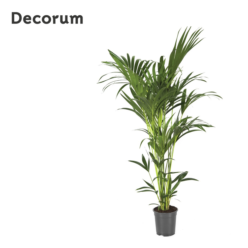Howea forsteriana 160cm (Kentia).