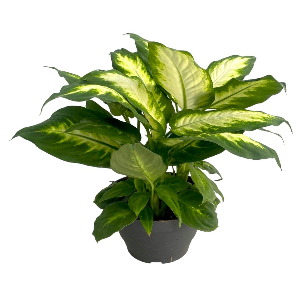 Dieffenbachia Camilla P17 Bowl.
