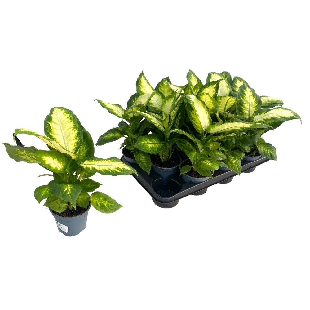 Dieffenbachia Camilla P12.