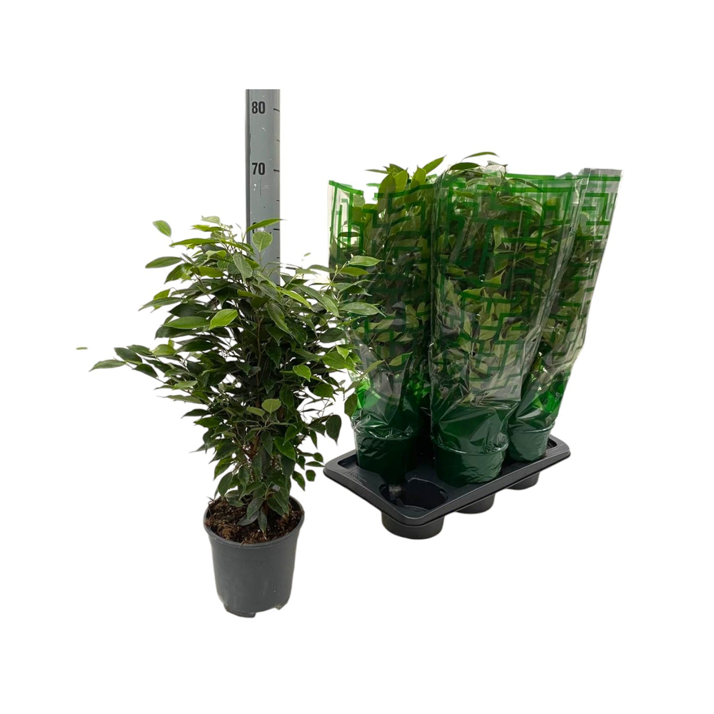 Ficus Benjamina Anastasia P17.