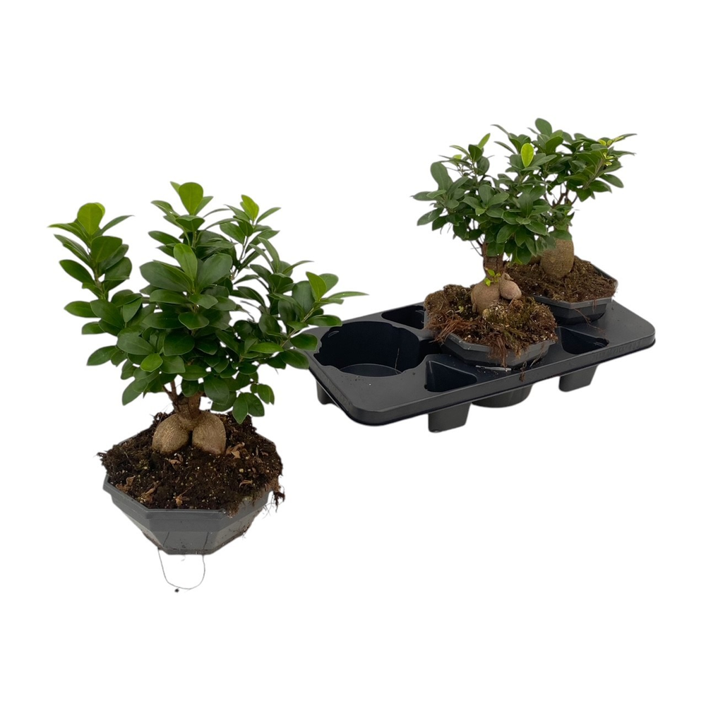 Ficus microcarpa Ginseng P18.