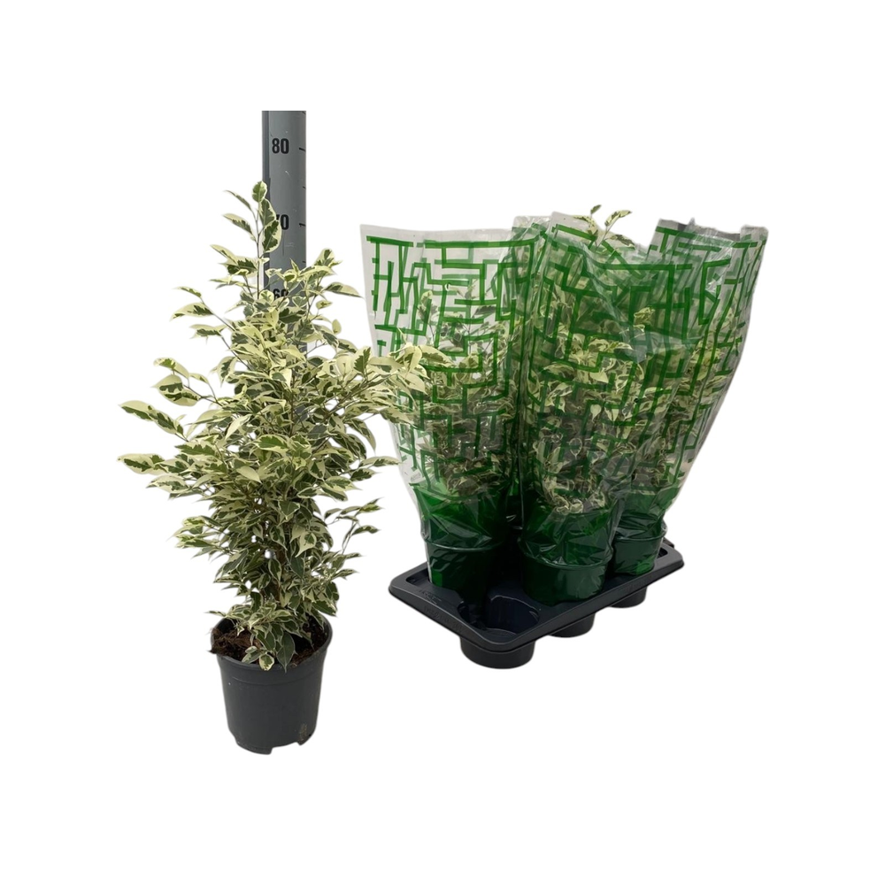 Ficus benjamina Twilight P17.