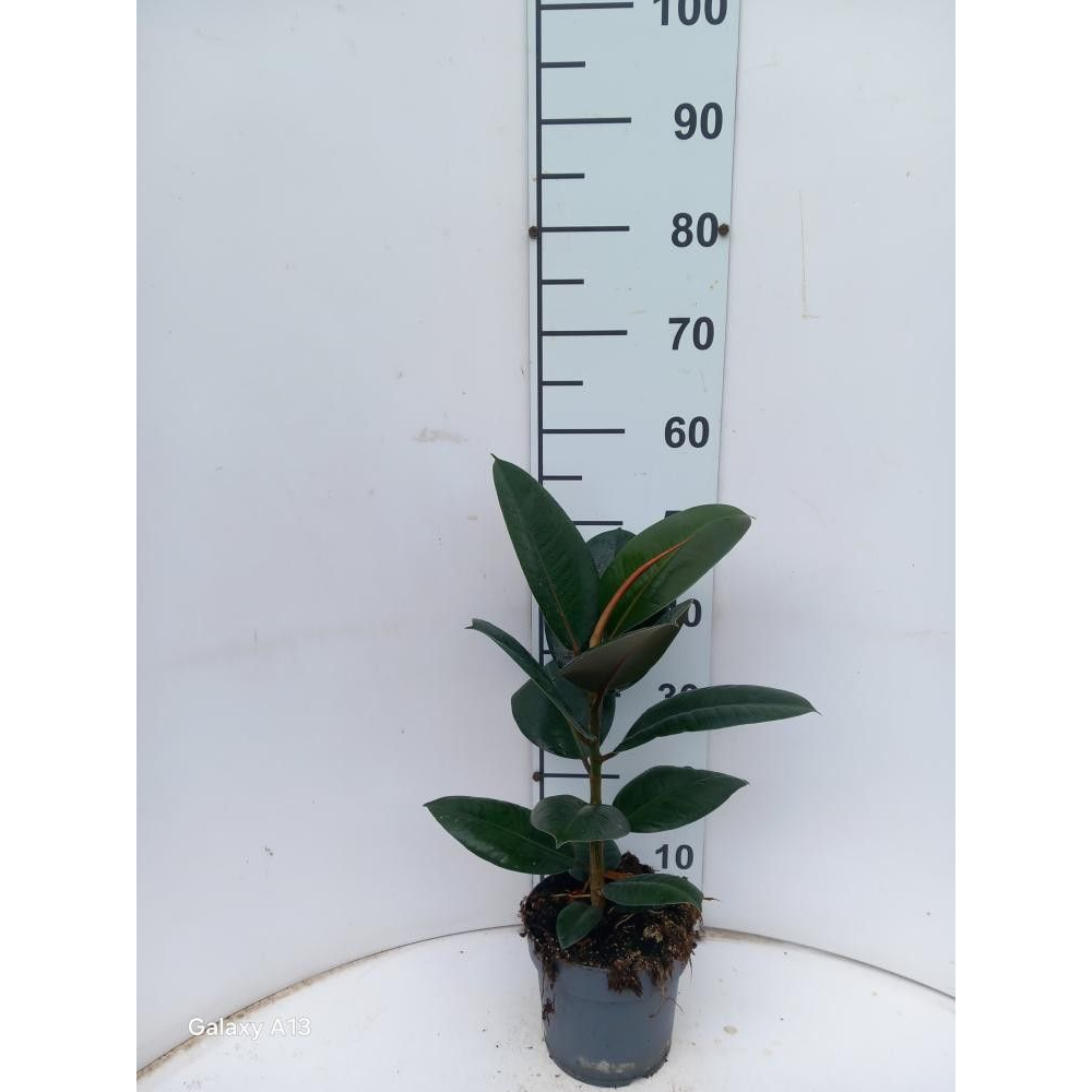 Ficus Elastica Robusta P17.