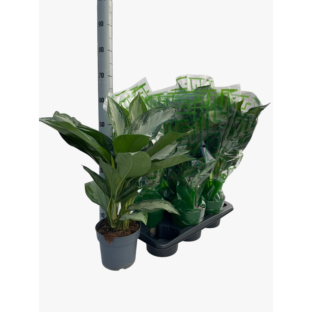 Dracaena j+g.
