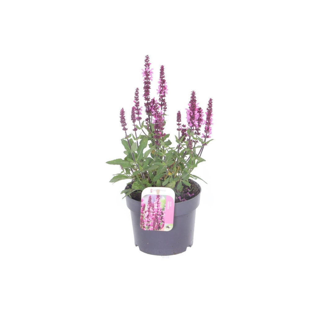 Salvia nemorosa Synchro Pink.
