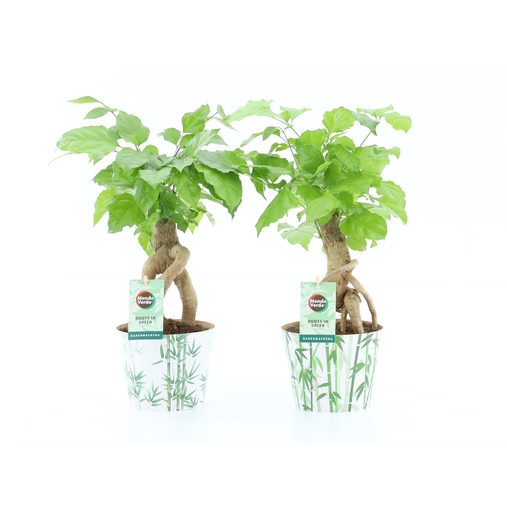 Radermachera Bonsai in Potcover Bamboo.