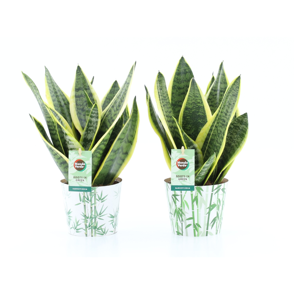 Sansevieria 'Futura Superba' in Potcover Bamboo.