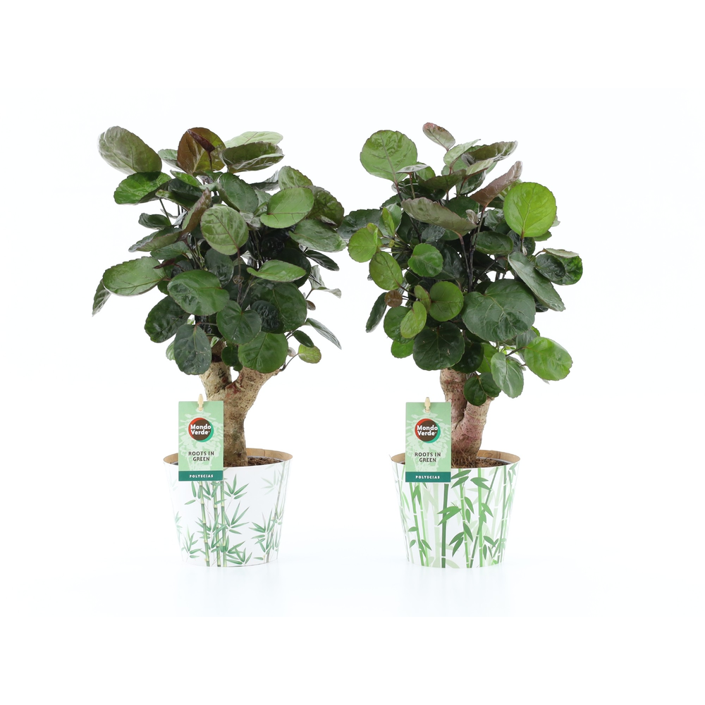 Polyscias Fabian in Potcover Bamboo.