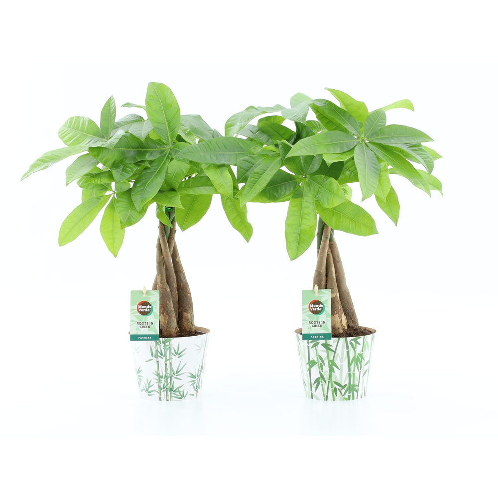 Pachira Aquatica gevlochten stam in Potcover Bambo.