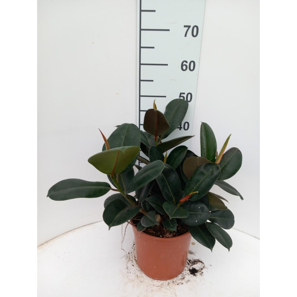 Ficus Robusta Spray P21.