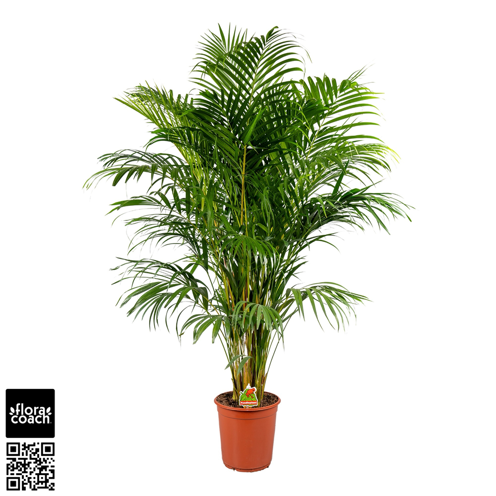 Dypsis Lutescens P24 - H170cm (Areca).