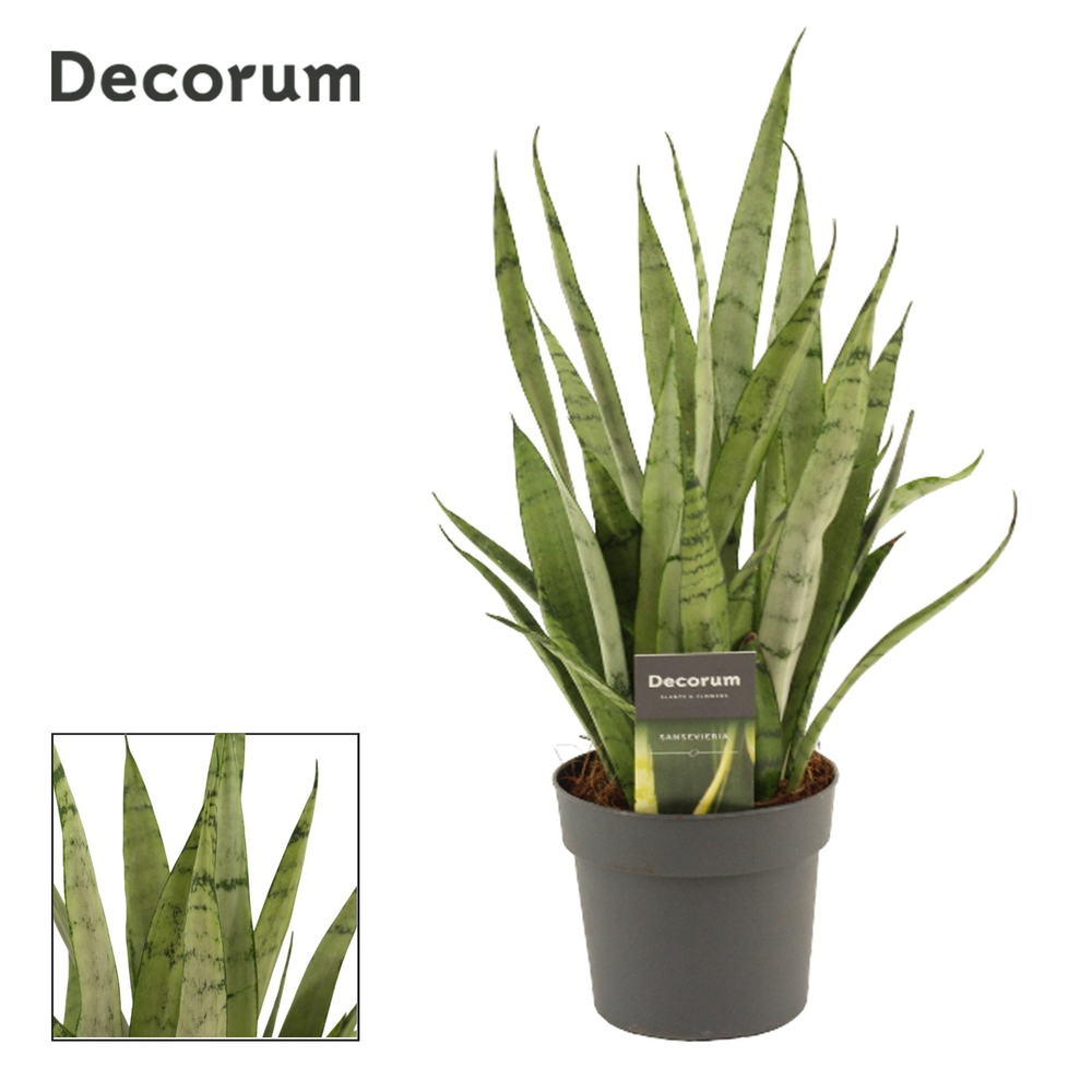 Sansevieria Silver princess 12 cm (Decorum).