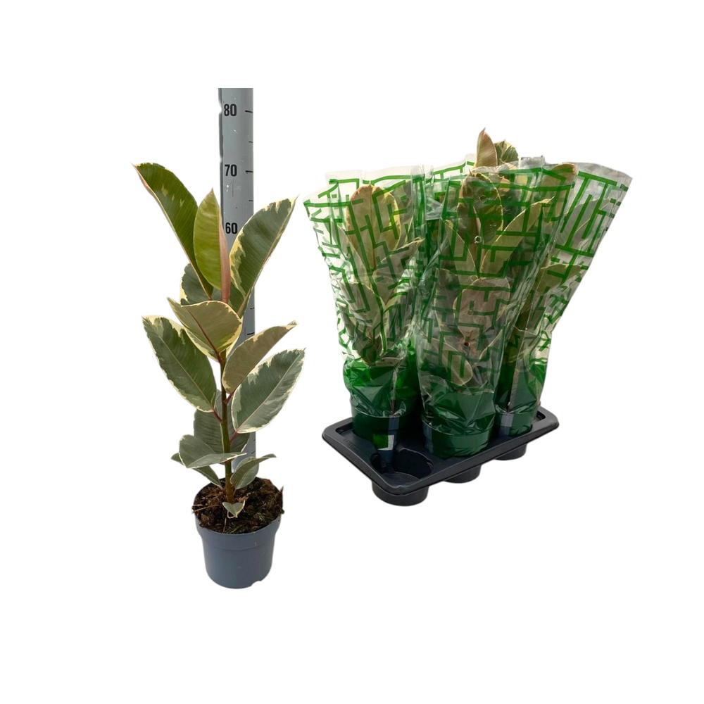 Ficus elastica Tineke P17.