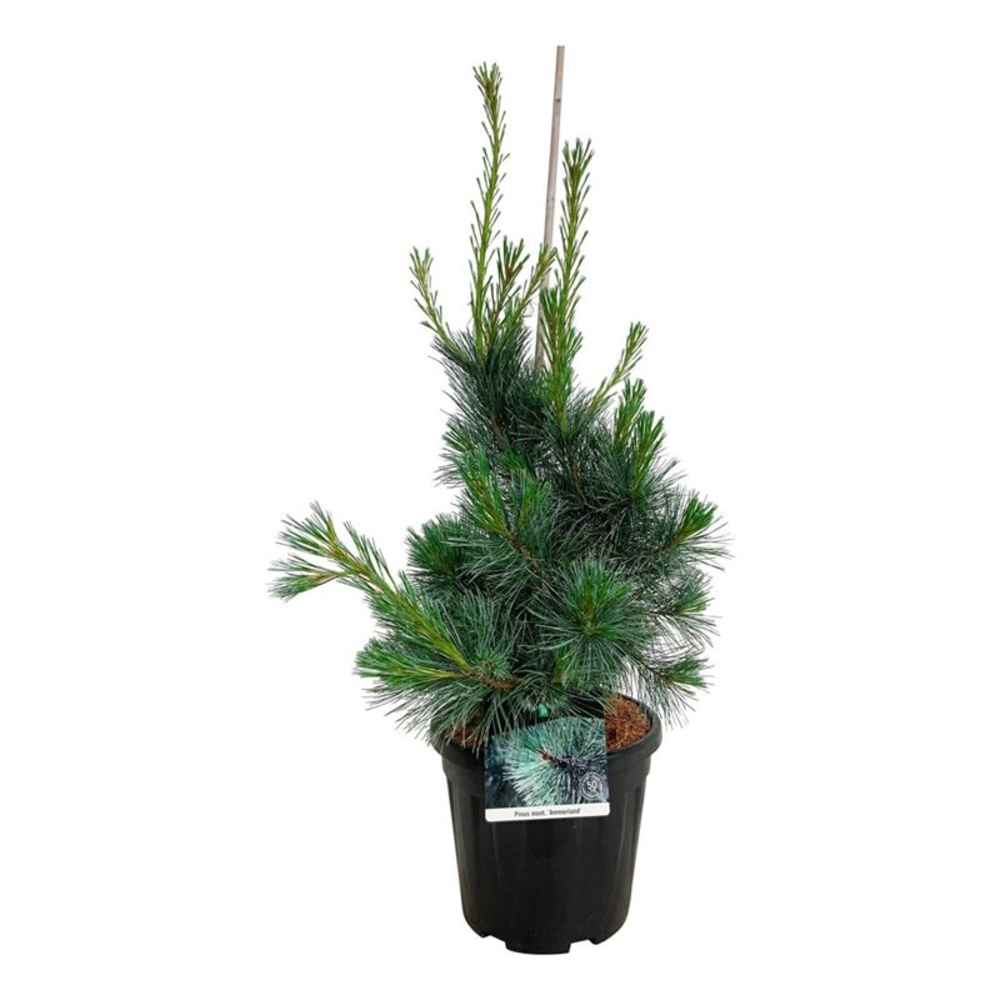 Pinus mont. 'Ammerland'.