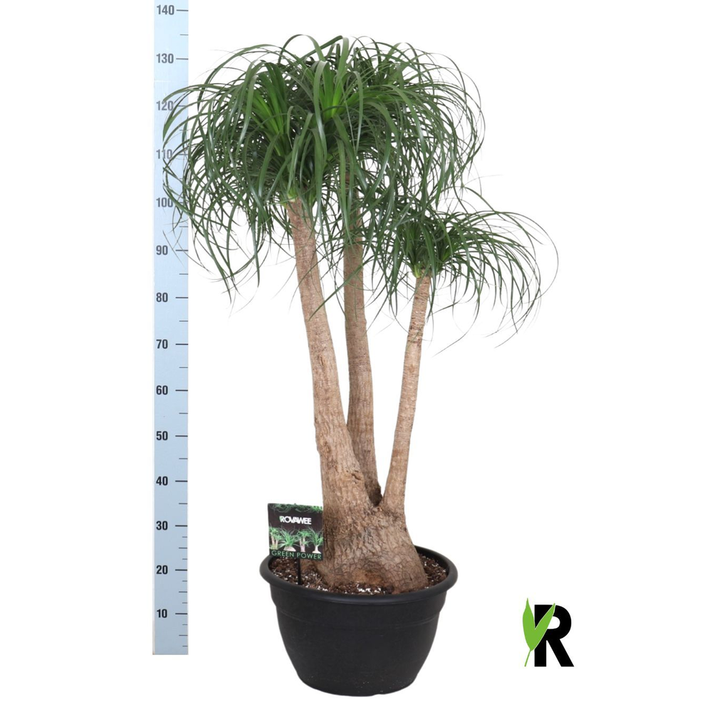 Beaucarnea rec. vertakt.